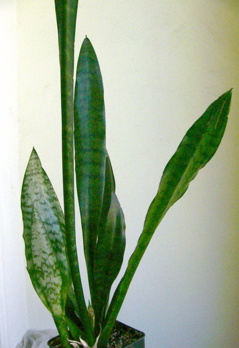 سانسویریا زیلانیکا